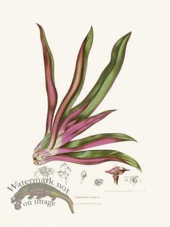 Horticulture of Java 05